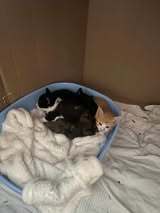 MAXI, Katze, Europäisch Kurzhaar in Bulgarien - Bild 4