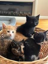 MAXI, Katze, Europäisch Kurzhaar in Bulgarien - Bild 5