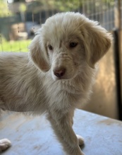 BATIMO, Hund, Mischlingshund in Griechenland - Bild 6