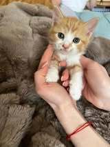 MENZO, Katze, Europäisch Kurzhaar in Bulgarien - Bild 1