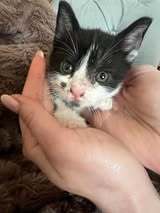 MOREO, Katze, Europäisch Kurzhaar in Bulgarien - Bild 1