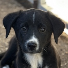 LUMO, Hund, Mischlingshund in Griechenland - Bild 1