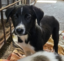 LUMO, Hund, Mischlingshund in Griechenland - Bild 10