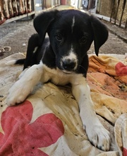 LUMO, Hund, Mischlingshund in Griechenland - Bild 11
