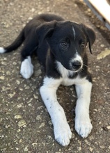 LUMO, Hund, Mischlingshund in Griechenland - Bild 2