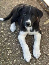 LUMO, Hund, Mischlingshund in Griechenland - Bild 3
