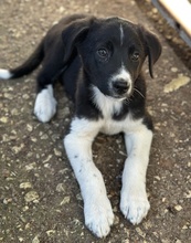 LUMO, Hund, Mischlingshund in Griechenland - Bild 4