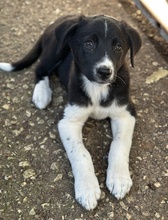 LUMO, Hund, Mischlingshund in Griechenland - Bild 5
