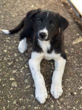 LUMO, Hund, Mischlingshund in Griechenland - Bild 7