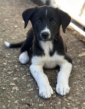 LUMO, Hund, Mischlingshund in Griechenland - Bild 8