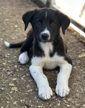 LUMO, Hund, Mischlingshund in Griechenland - Bild 9