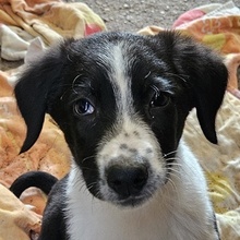 STITCH, Hund, Mischlingshund in Griechenland