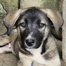 DONNY, Hund, Mischlingshund in Griechenland - Bild 1