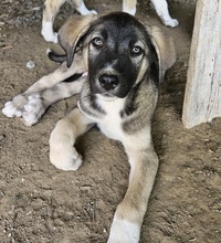 DONNY, Hund, Mischlingshund in Griechenland - Bild 11