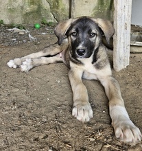 DONNY, Hund, Mischlingshund in Griechenland - Bild 13