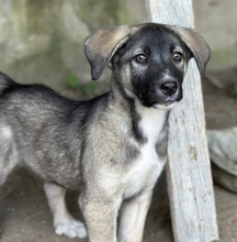 DONNY, Hund, Mischlingshund in Griechenland - Bild 2