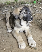 DONNY, Hund, Mischlingshund in Griechenland - Bild 3
