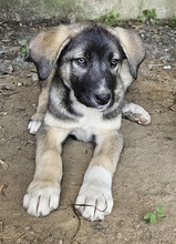 DONNY, Hund, Mischlingshund in Griechenland - Bild 4