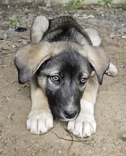 DONNY, Hund, Mischlingshund in Griechenland - Bild 5
