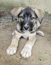 DONNY, Hund, Mischlingshund in Griechenland - Bild 6