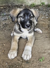 DONNY, Hund, Mischlingshund in Griechenland - Bild 7