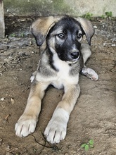 DONNY, Hund, Mischlingshund in Griechenland - Bild 8