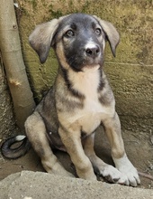 DONNY, Hund, Mischlingshund in Griechenland - Bild 9