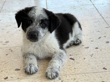 NELSON, Hund, Mischlingshund in Italien - Bild 1