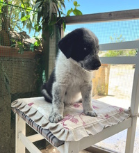 NELSON, Hund, Mischlingshund in Italien - Bild 2