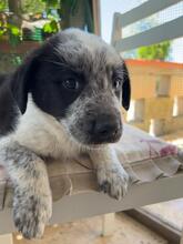 NELSON, Hund, Mischlingshund in Italien - Bild 3