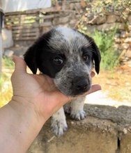 NELSON, Hund, Mischlingshund in Italien - Bild 4