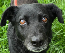 UMA, Hund, Mischlingshund in Ungarn - Bild 1