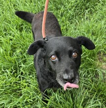 UMA, Hund, Mischlingshund in Ungarn - Bild 2