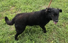 UMA, Hund, Mischlingshund in Ungarn - Bild 3