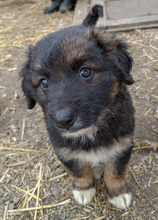 KAYA, Hund, Mischlingshund in Rumänien - Bild 10