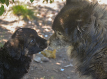 KAYA, Hund, Mischlingshund in Rumänien - Bild 2