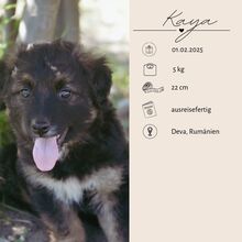 KAYA, Hund, Mischlingshund in Rumänien - Bild 3