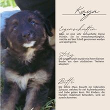 KAYA, Hund, Mischlingshund in Rumänien - Bild 4