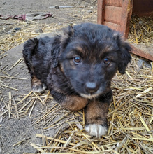 KAYA, Hund, Mischlingshund in Rumänien - Bild 5