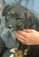 KAYA, Hund, Mischlingshund in Rumänien - Bild 6