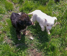 KAYA, Hund, Mischlingshund in Rumänien - Bild 7