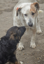 KAYA, Hund, Mischlingshund in Rumänien - Bild 8