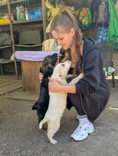 KAYA, Hund, Mischlingshund in Rumänien - Bild 9