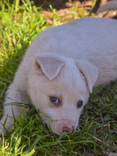 MERLIN, Hund, Mischlingshund in Rumänien - Bild 1