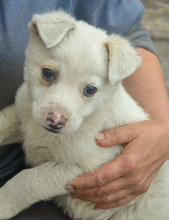 MERLIN, Hund, Mischlingshund in Rumänien - Bild 10