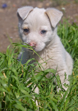 MERLIN, Hund, Mischlingshund in Rumänien - Bild 2