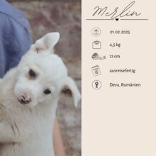 MERLIN, Hund, Mischlingshund in Rumänien - Bild 3