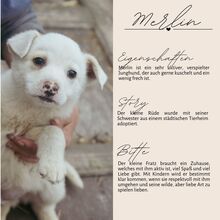 MERLIN, Hund, Mischlingshund in Rumänien - Bild 4