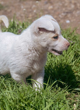 MERLIN, Hund, Mischlingshund in Rumänien - Bild 6