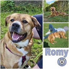 ROMY, Hund, Mischlingshund in Beelen - Bild 1